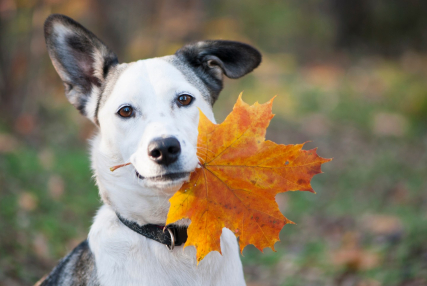 preparer-votre-animal-de-compagnie-pour-l-automne-conseilspratiques--1--.jpg